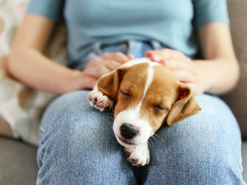 Petlog Premium Petlog