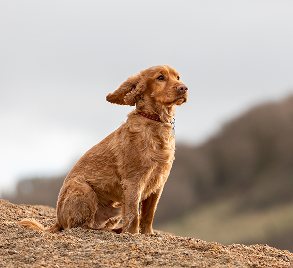 Petlog to the Petlog website