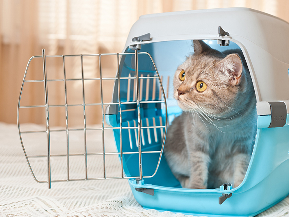 International Pet Transport From VietNam To New Zealand
