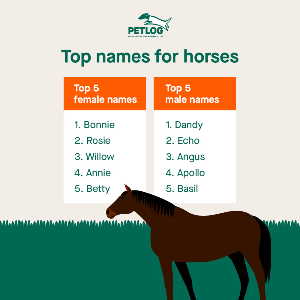 How to name your horse | Petlog