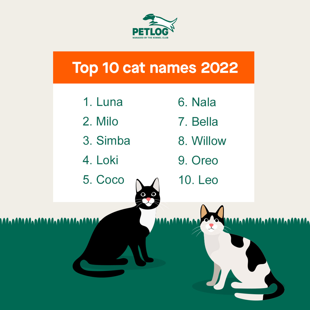 how-to-name-your-cat-petlog