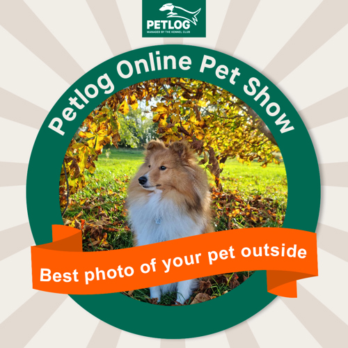 Online Pet show Petlog