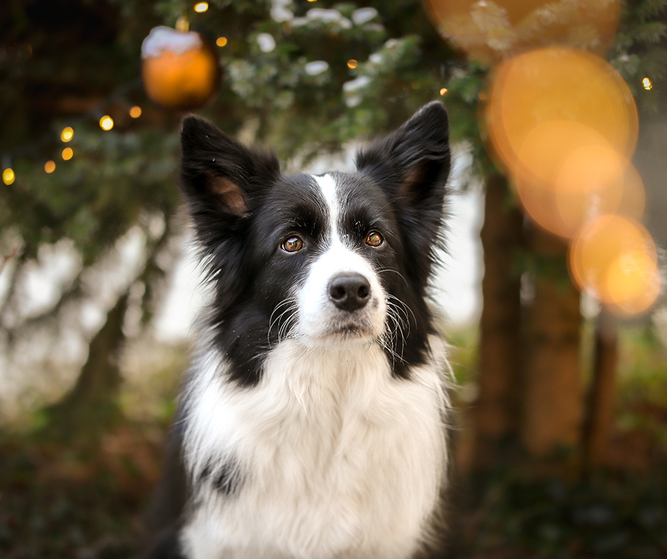 How Much Does It Cost To Get A Dog Chipped Uk